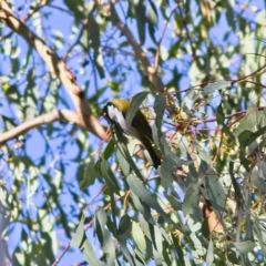 Melithreptus lunatus at Higgins, ACT - 2 Jul 2023 01:55 PM