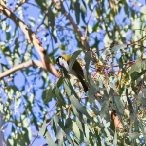 Melithreptus lunatus at Higgins, ACT - 2 Jul 2023 01:55 PM