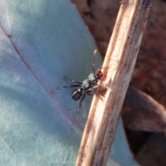 Rhytidoponera aspera (Greenhead ant) at Red Hill Nature Reserve - 2 Jul 2023 by LisaH