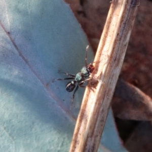 Rhytidoponera aspera at Deakin, ACT - 2 Jul 2023 04:33 PM