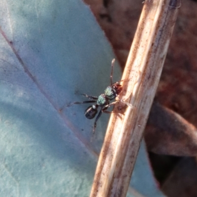 Rhytidoponera aspera (Greenhead ant) at Red Hill Nature Reserve - 2 Jul 2023 by LisaH