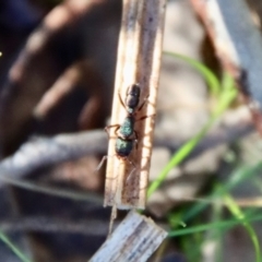 Rhytidoponera aspera at Deakin, ACT - 2 Jul 2023