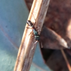 Rhytidoponera aspera at Deakin, ACT - 2 Jul 2023