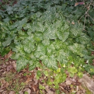 Arum italicum at Holder, ACT - suppressed