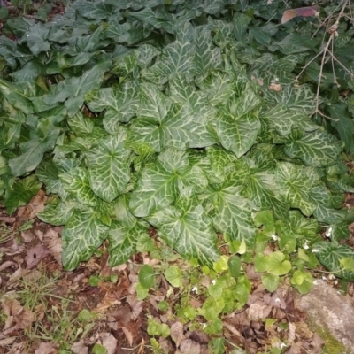 Arum italicum (Italian Arum) at Holder, ACT - 2 Jul 2023 by wombattabmow