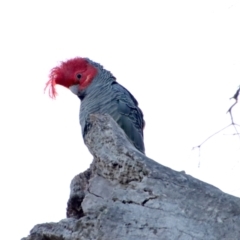 Callocephalon fimbriatum (Gang-gang Cockatoo) at Red Hill Nature Reserve - 2 Jul 2023 by LisaH