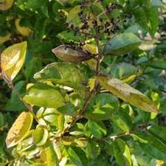 Ligustrum lucidum (Large-leaved Privet) at Wanniassa Hill - 2 Jul 2023 by KumikoCallaway