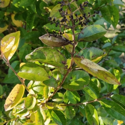 Ligustrum lucidum (Large-leaved Privet) at Wanniassa Hill - 2 Jul 2023 by KumikoCallaway