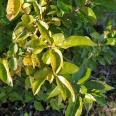 Ligustrum lucidum at Fadden, ACT - 2 Jul 2023