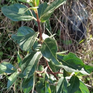 Viburnum tinus at Fadden, ACT - 2 Jul 2023