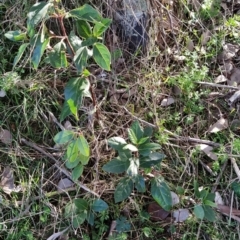 Viburnum tinus at Fadden, ACT - 2 Jul 2023