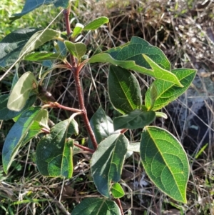 Viburnum tinus at Fadden, ACT - 2 Jul 2023