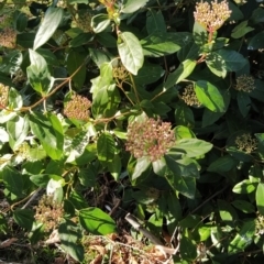 Viburnum tinus (Laurustinus) at Wanniassa Hill - 2 Jul 2023 by KumikoCallaway