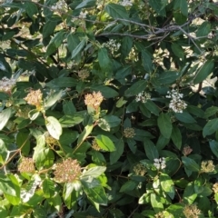 Viburnum tinus at Fadden, ACT - 2 Jul 2023 01:44 PM