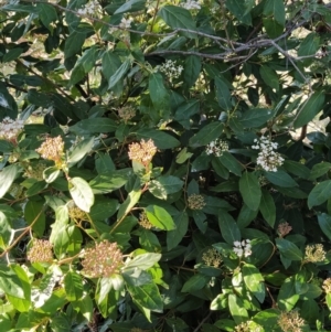 Viburnum tinus at Fadden, ACT - 2 Jul 2023 01:44 PM