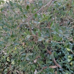 Ligustrum sinense (Narrow-leaf Privet, Chinese Privet) at Fadden, ACT - 2 Jul 2023 by KumikoCallaway