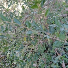 Ligustrum sinense at Fadden, ACT - 2 Jul 2023