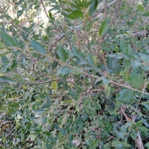 Ligustrum sinense at Fadden, ACT - 2 Jul 2023