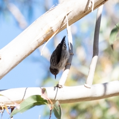 Daphoenositta chrysoptera (Varied Sittella) at Wingecarribee Local Government Area - 2 Jul 2023 by Aussiegall