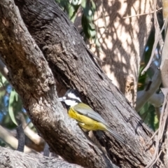 Falcunculus frontatus (Eastern Shrike-tit) at Wingecarribee Local Government Area - 2 Jul 2023 by Aussiegall