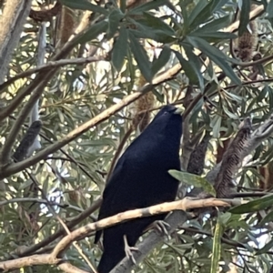 Ptilonorhynchus violaceus at Acton, ACT - 2 Jul 2023