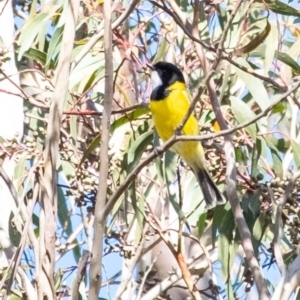 Pachycephala pectoralis at Penrose, NSW - suppressed