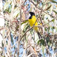 Pachycephala pectoralis (Golden Whistler) at Wingecarribee Local Government Area - 2 Jul 2023 by Aussiegall