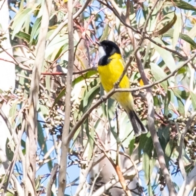 Pachycephala pectoralis (Golden Whistler) at Wingecarribee Local Government Area - 2 Jul 2023 by Aussiegall