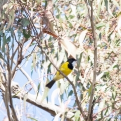 Pachycephala pectoralis at Penrose, NSW - suppressed