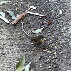 Sericornis frontalis (White-browed Scrubwren) at Acton, ACT - 2 Jul 2023 by Hejor1
