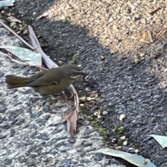 Sericornis frontalis at Acton, ACT - 2 Jul 2023