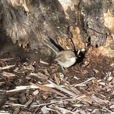 Malurus cyaneus (Superb Fairywren) at Turner, ACT - 2 Jul 2023 by Hejor1