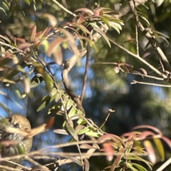 Acanthiza pusilla (Brown Thornbill) at Acton, ACT - 2 Jul 2023 by Hejor1