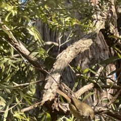 Acanthiza pusilla at Acton, ACT - 2 Jul 2023