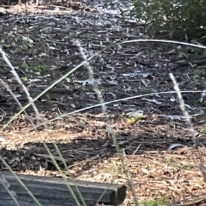 Eopsaltria australis at Acton, ACT - 2 Jul 2023