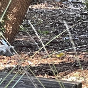 Eopsaltria australis at Acton, ACT - 2 Jul 2023