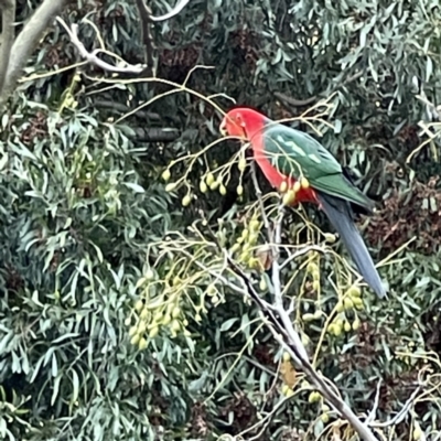 Alisterus scapularis (Australian King-Parrot) at Turner, ACT - 2 Jul 2023 by Hejor1