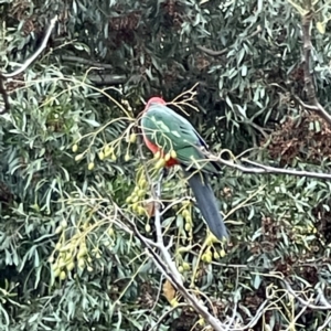 Alisterus scapularis at Turner, ACT - 2 Jul 2023