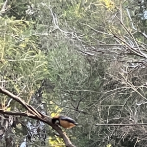 Acanthorhynchus tenuirostris at Acton, ACT - 2 Jul 2023