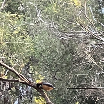 Acanthorhynchus tenuirostris (Eastern Spinebill) at ANBG - 2 Jul 2023 by Hejor1