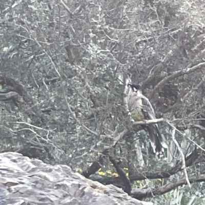 Anthochaera carunculata (Red Wattlebird) at City Renewal Authority Area - 2 Jul 2023 by Hejor1