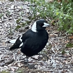 Gymnorhina tibicen (Australian Magpie) at Acton, ACT - 2 Jul 2023 by Hejor1