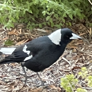 Gymnorhina tibicen at Acton, ACT - 2 Jul 2023