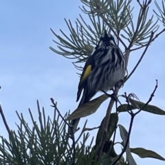 Phylidonyris novaehollandiae at Acton, ACT - 2 Jul 2023