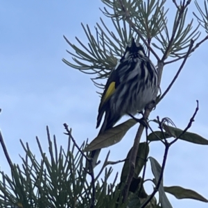 Phylidonyris novaehollandiae at Acton, ACT - 2 Jul 2023