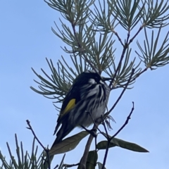 Phylidonyris novaehollandiae at Acton, ACT - 2 Jul 2023