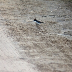 Myiagra inquieta (Restless Flycatcher) at Mundarlo, NSW - 29 Jun 2023 by Darcy