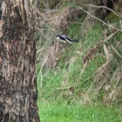 Myiagra inquieta at Mundarlo, NSW - 29 Jun 2023