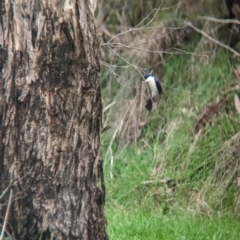 Myiagra inquieta at Mundarlo, NSW - 29 Jun 2023