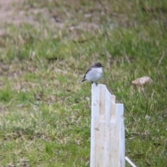 Microeca fascinans (Jacky Winter) at Mundarlo, NSW - 29 Jun 2023 by Darcy